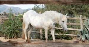 Saddle Bridging – Perfect for saddle fit a Sway Back Horse!