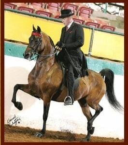 Jim Paden saddlebred morgan rider