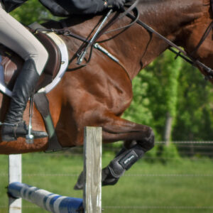 ThinLine Open Front Jump Schooling Horse Boot