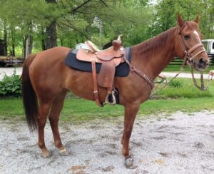 Western Cotton Liner Pad – Customer Review by Julie O’Brien