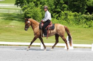 Saddle Fitter on School Horses, Western Dressage and Rider Comfort
