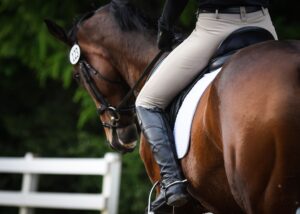 Equine Chiropractic Care: Good for All Ages