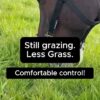 TL_StillGrazing_LessGrass_new-Cover