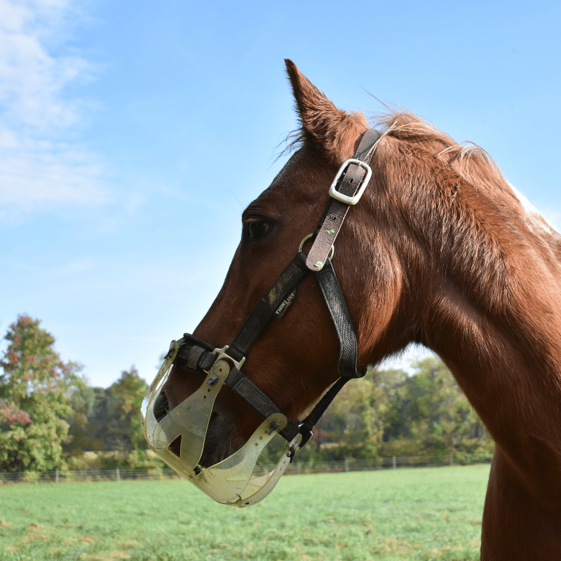 grazing muzzles for horses view
