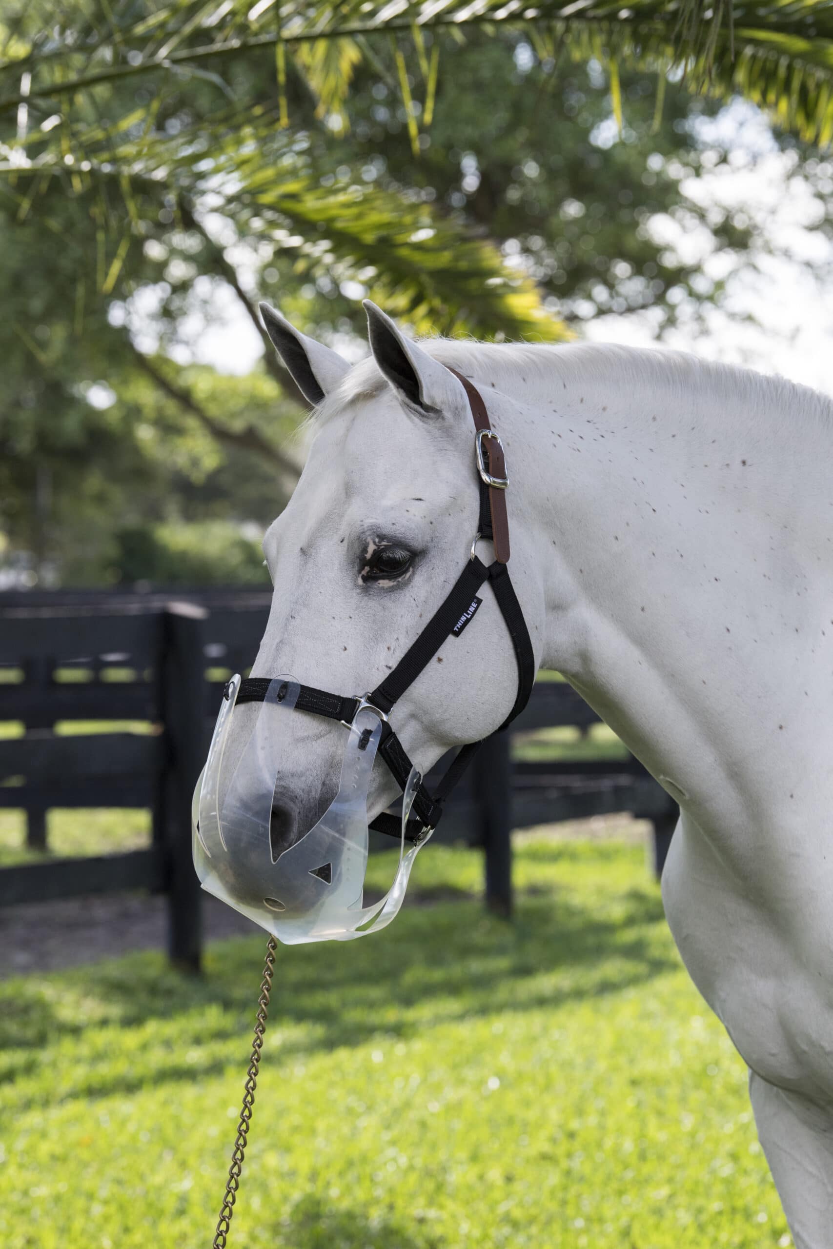 White Horse Equestrian Padded Headcollar Shet Pony Cob Horse Equestrain Halter 