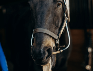 ThinLine stellt ein neues Produkt vor, das Pferden hilft, sich zu entspannen