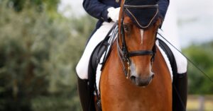 Amerikas Spitzenreiter halten ihre Pferde mit ThinLine sehr gesund und fit!