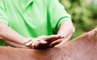 Kissing Spine in Horses - Chiropractic Adjustments