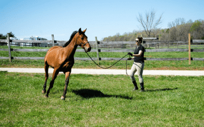 Equine Rehabilitation and Schooling