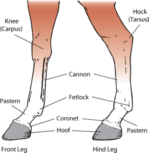 Pastern joint