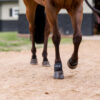 ThinLine Pastern Wraps, Superior Impact Absorption, Breathable, Easy Clean